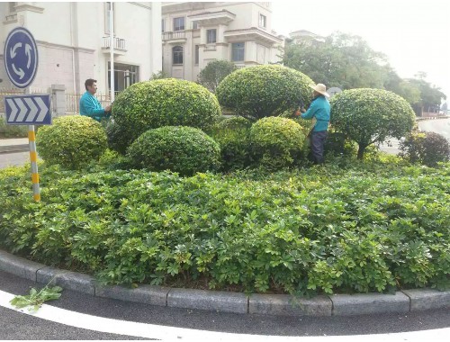 榆树市政绿化怎么才能有机会做