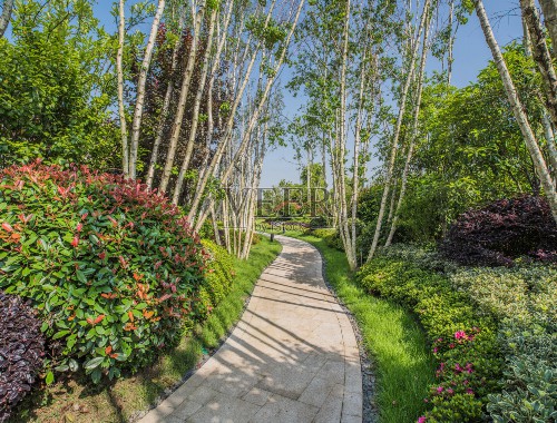 应城城市绿化带植物叫什么