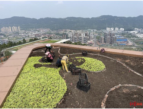 校园景观绿化工程施工方案