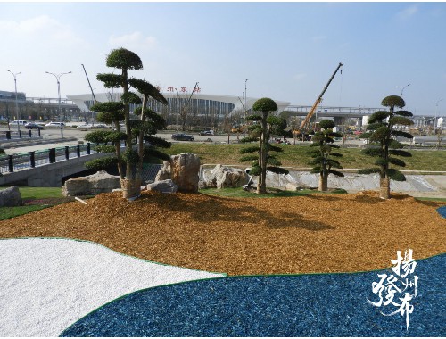 信阳市政绿化常用苗木