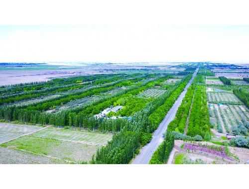 宁国市政道路绿化树苗种类大全
